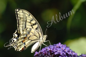 Papillons 2012 01