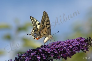 Papillons 2012 02