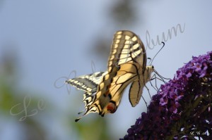 Papillons 2012 03