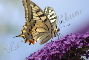 Papillons 2012 04