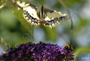 Papillons 2012 05