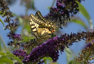 Papillons 2012 06