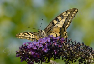 Papillons 2012 07