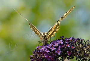 Papillons 2012 08
