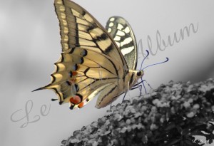 Papillons 2012 10